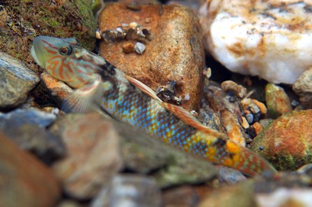 シマヨシノボリ♂　Rhinogobius sp. CB