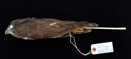 鳥のはく製