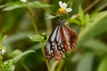 [沖縄][名護][嘉津宇岳][昆虫類]アサギマダラ