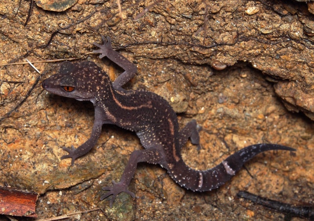 海洋堂　クロイワトカゲモドキ クロイワトカゲモドキ」の赤ちゃんを琉球弧の水辺コーナーで展示