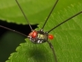 [昆虫類][沖縄][名護]