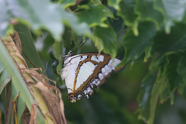 蝶標本 オキナワフタオチョウ♂♀（規制前採集・A～A−） 沖縄県沖縄