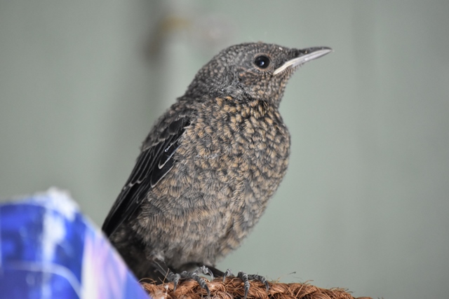 バードウィークにイソヒヨドリの幼鳥 日々のなごはく