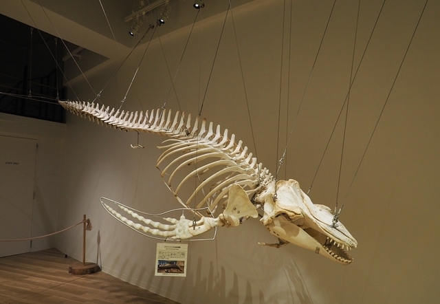 アカウミガメの骨標本 海亀頭骨他 アカウミガメの骨標本 海亀頭骨他