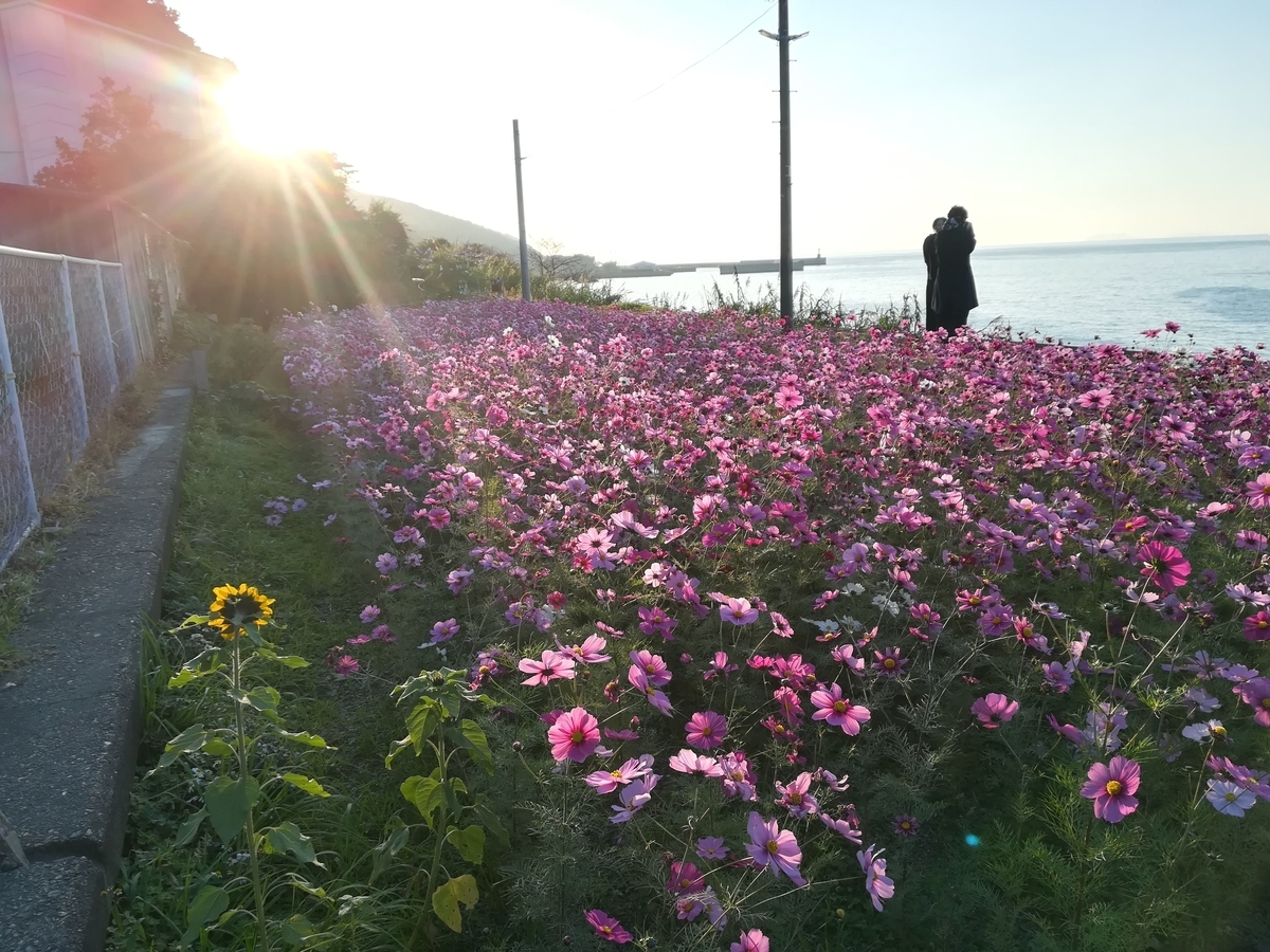 f:id:nagomihonobono21:20210101164451j:plain