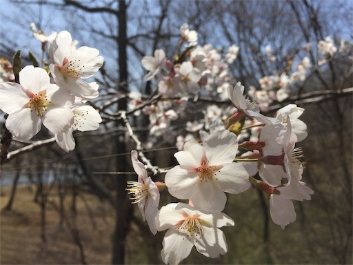 f:id:nagomikei:20190410114200j:image f:id:nagomikei:20190410114200j:image