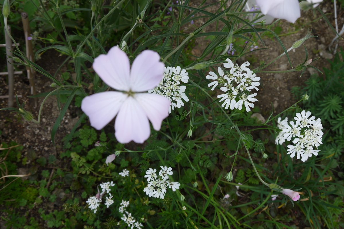 f:id:nagominogarden:20200529125740j:plain