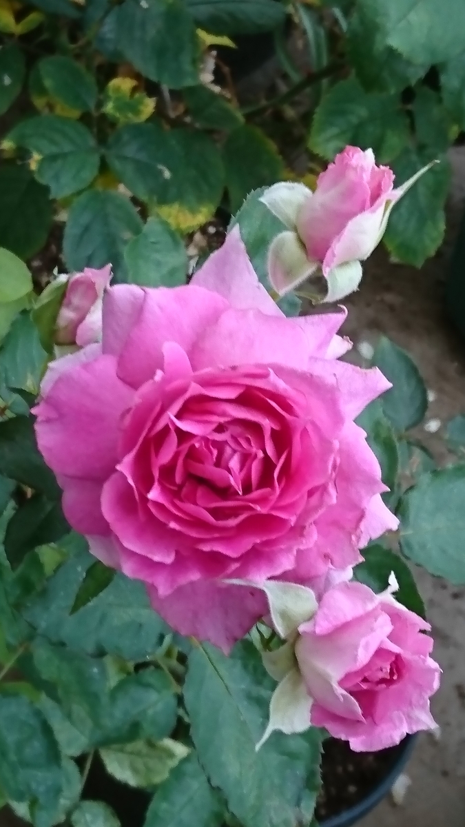 f:id:nagominogarden:20200607213223j:plain