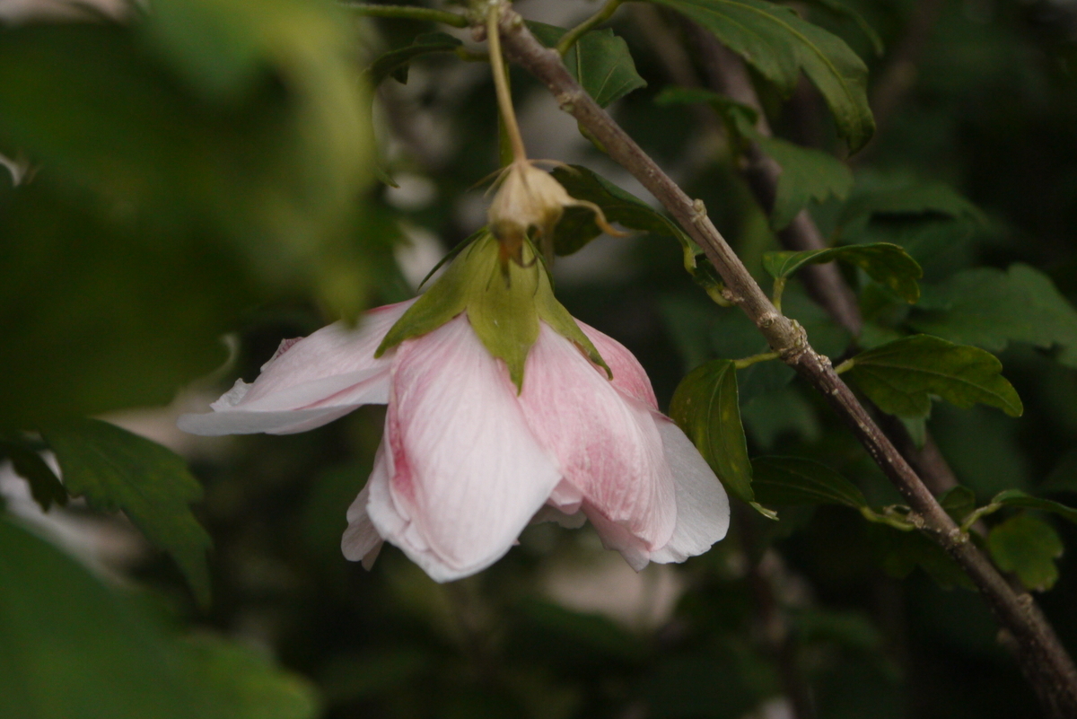 f:id:nagominogarden:20200904212422j:plain