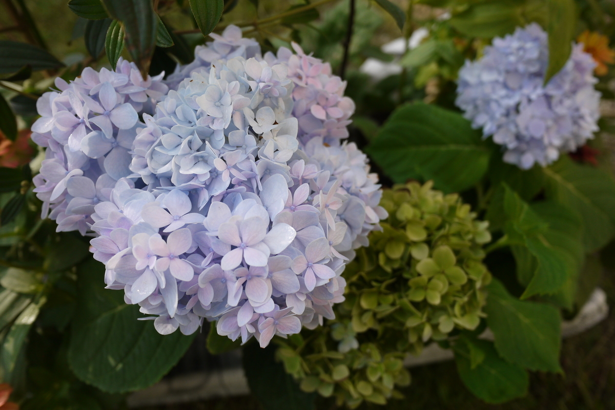 f:id:nagominogarden:20200913214459j:plain