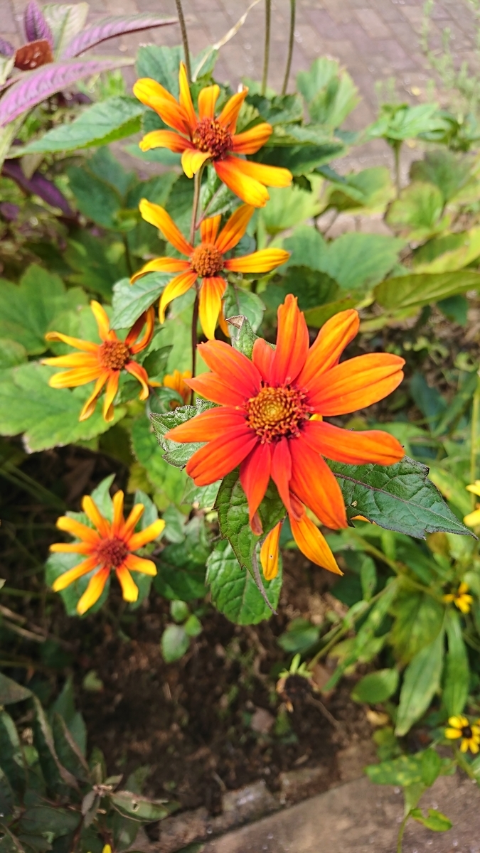 f:id:nagominogarden:20200915214548j:plain