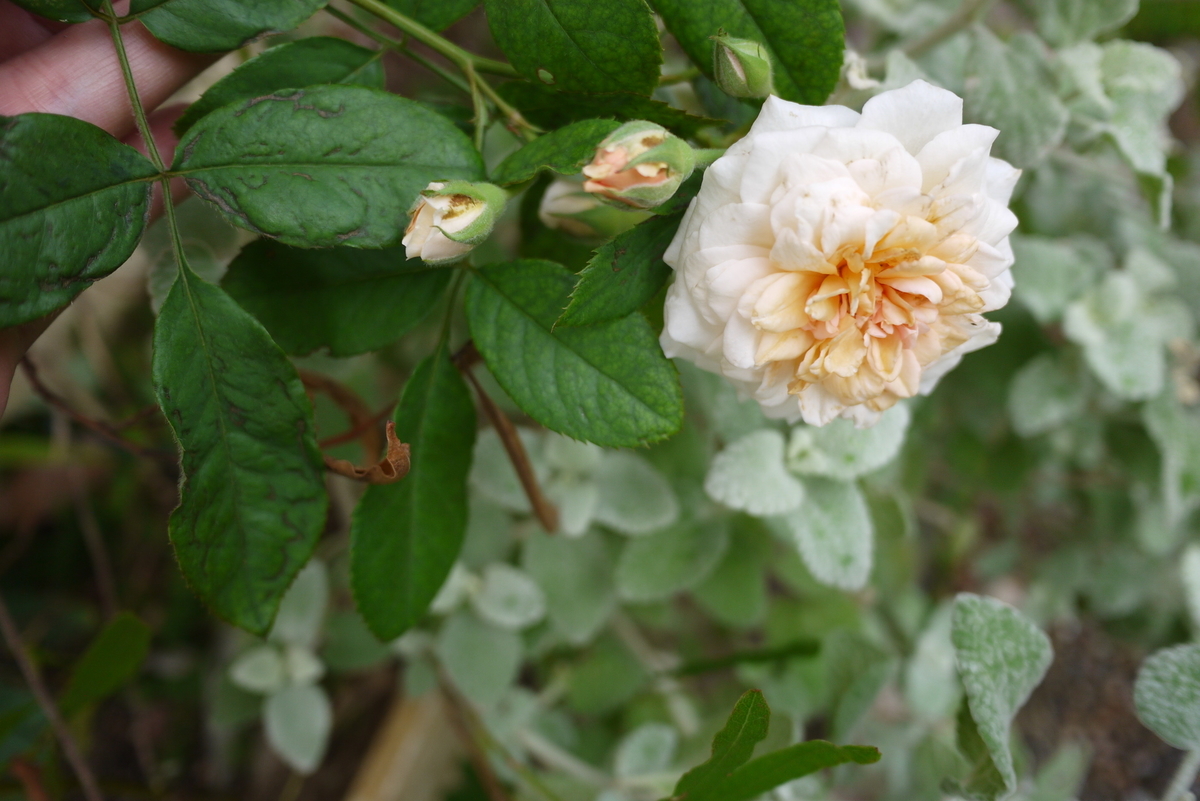 f:id:nagominogarden:20200920195048j:plain