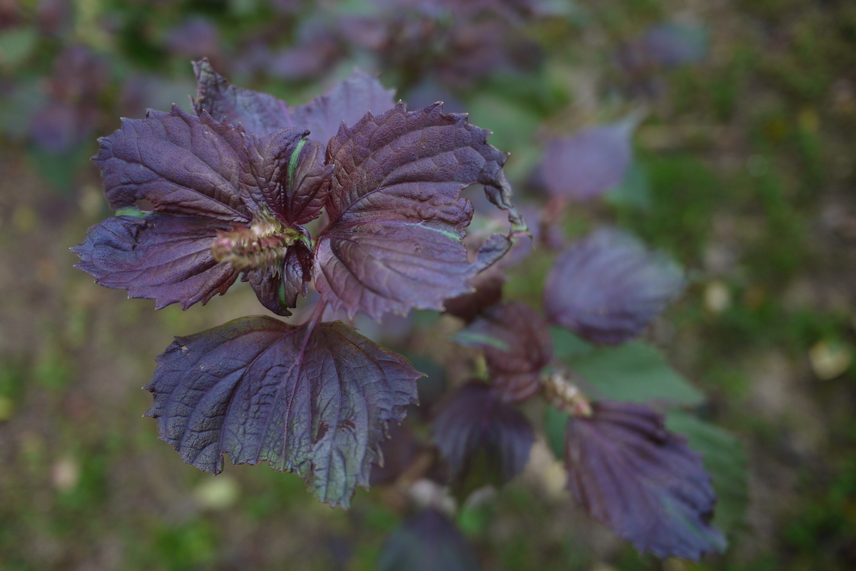 f:id:nagominogarden:20200921210026j:plain