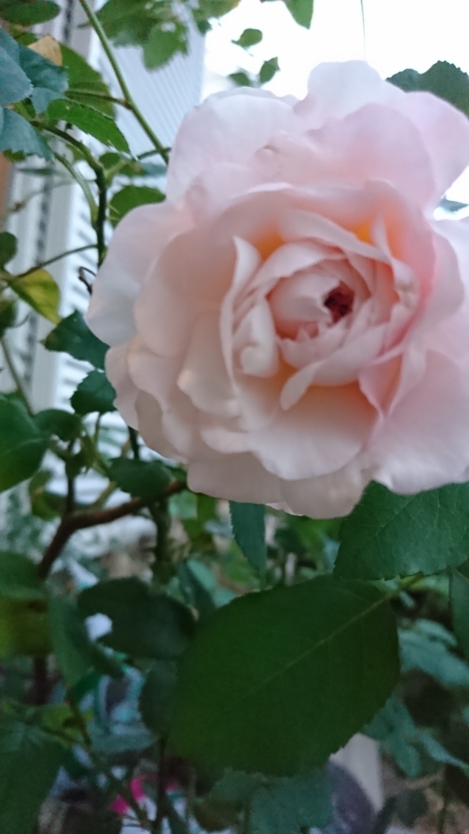 f:id:nagominogarden:20201021214953j:plain