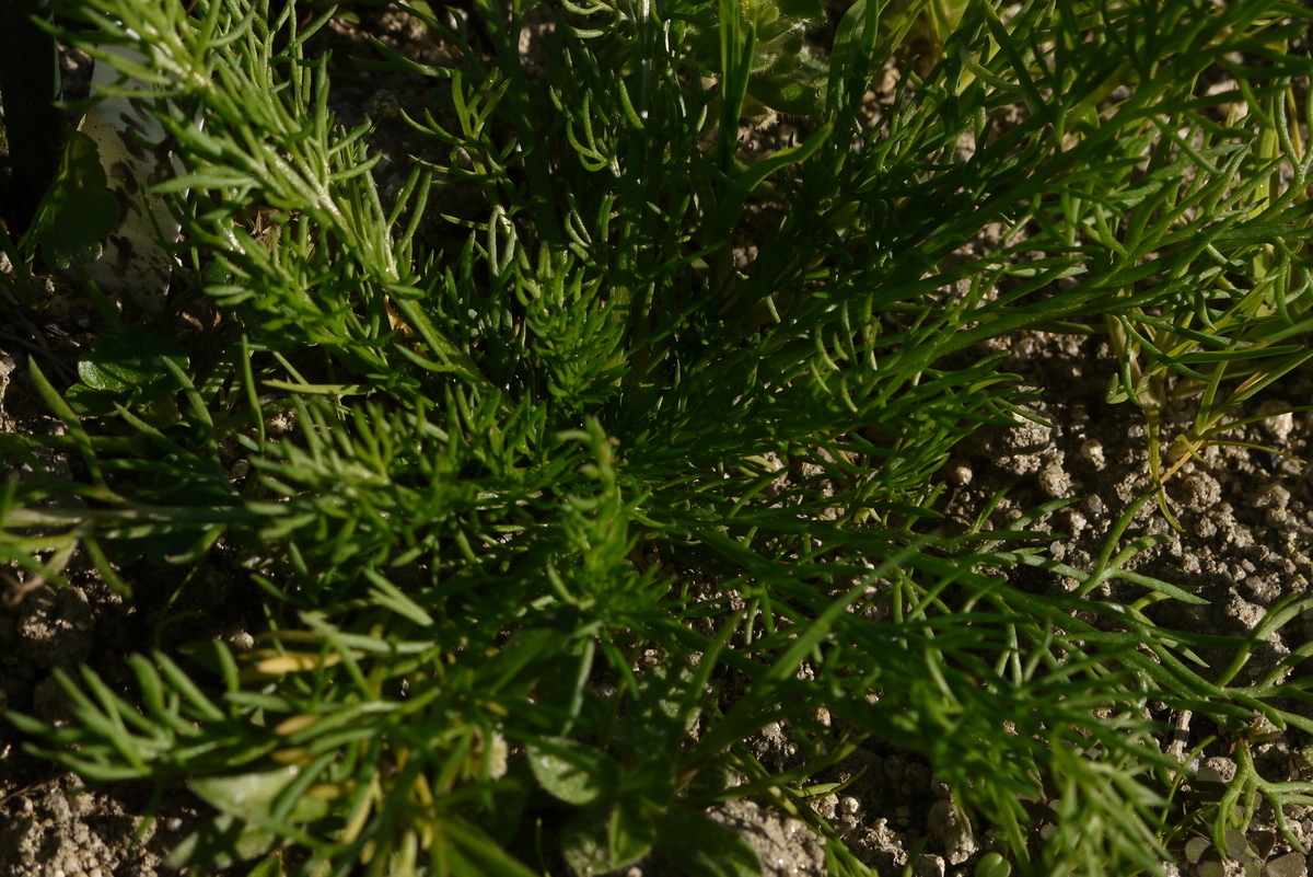 f:id:nagominogarden:20201212224649j:plain