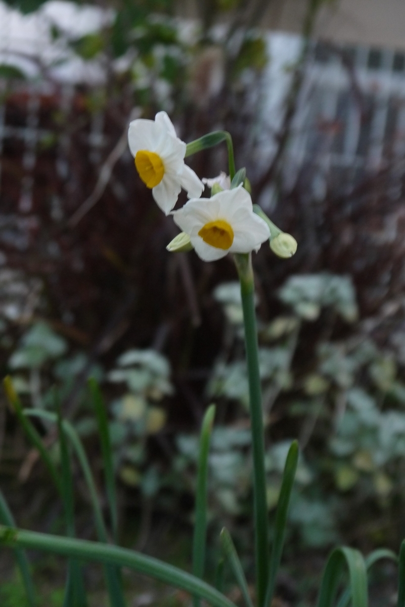 f:id:nagominogarden:20201215225835j:plain