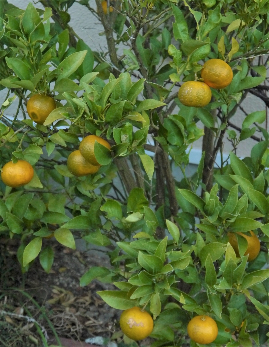 f:id:nagominogarden:20201218235329j:plain