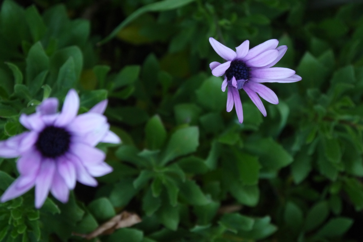 f:id:nagominogarden:20201219205900j:plain