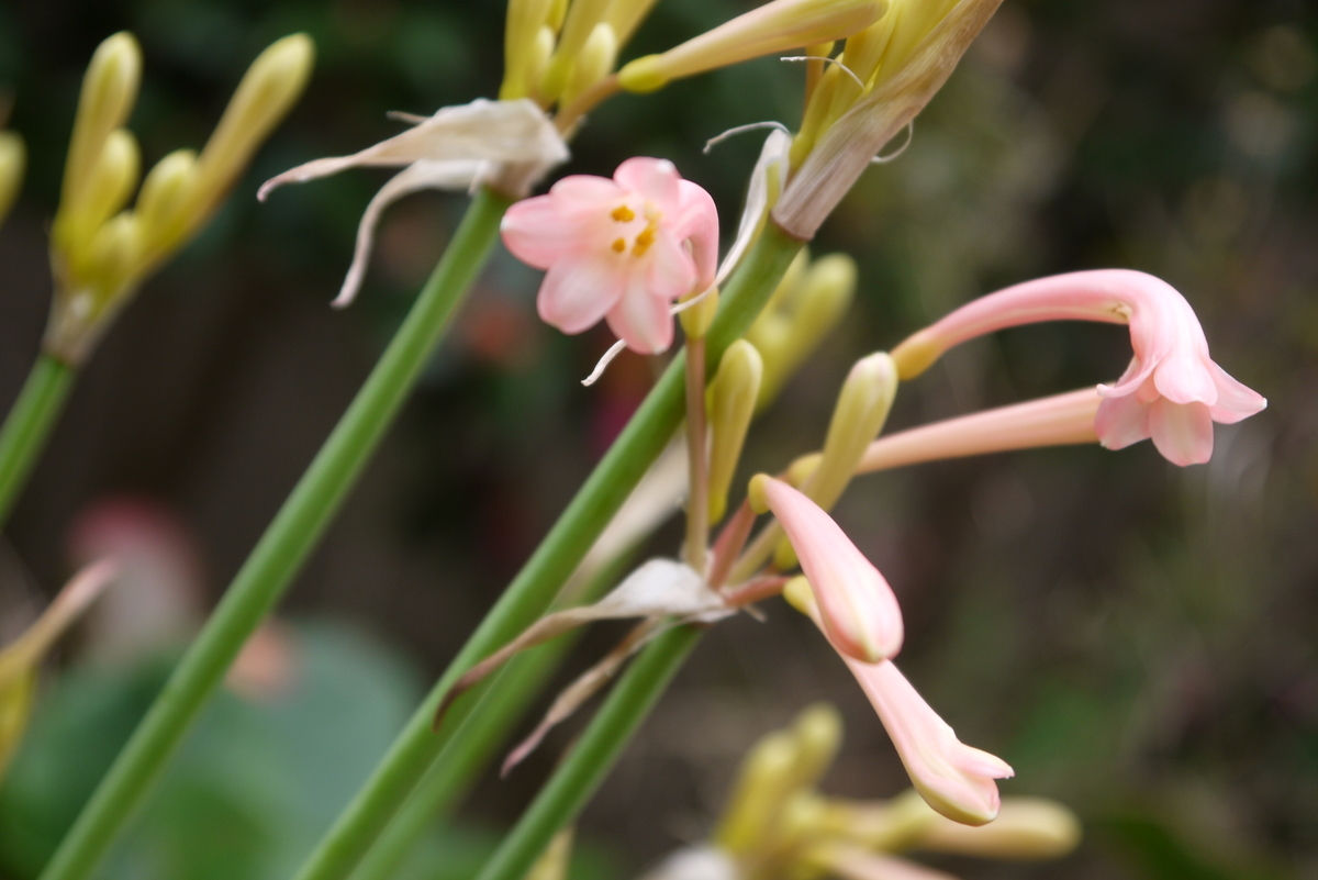 f:id:nagominogarden:20201225222055j:plain