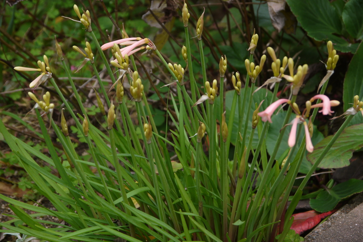 f:id:nagominogarden:20201225222603j:plain