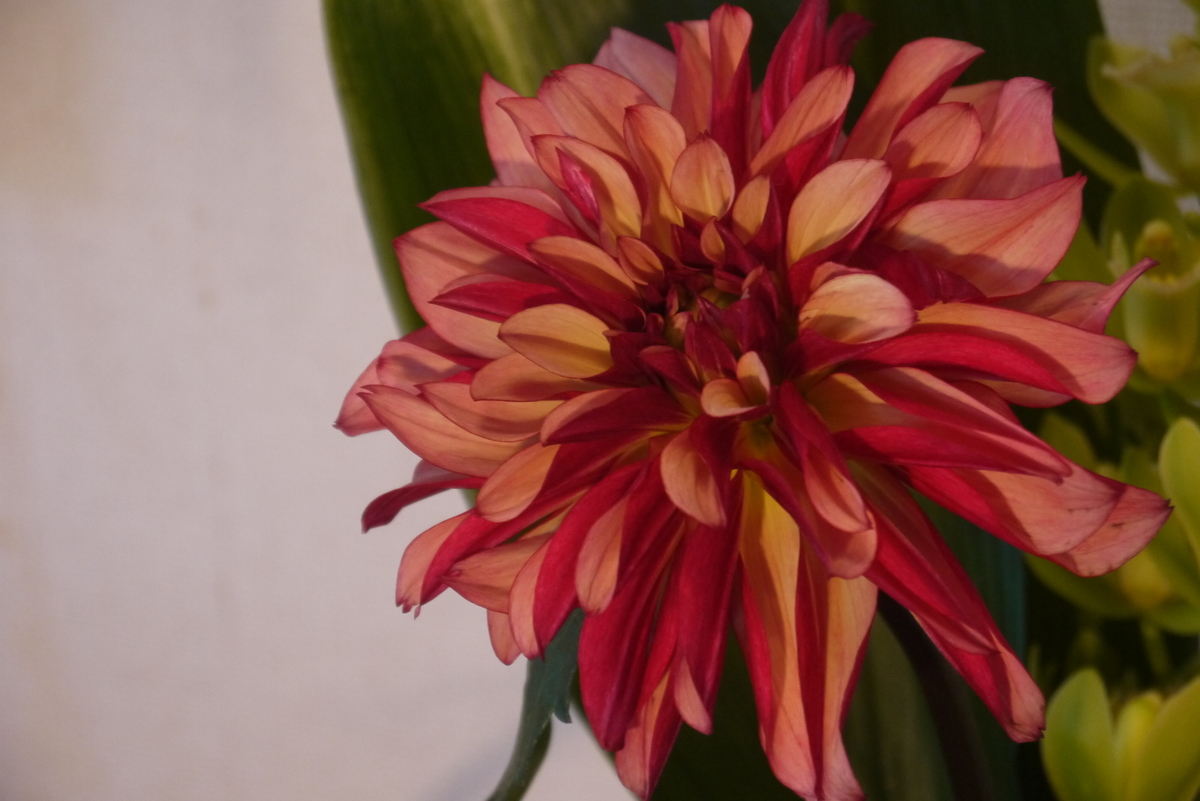 f:id:nagominogarden:20201230145723j:plain