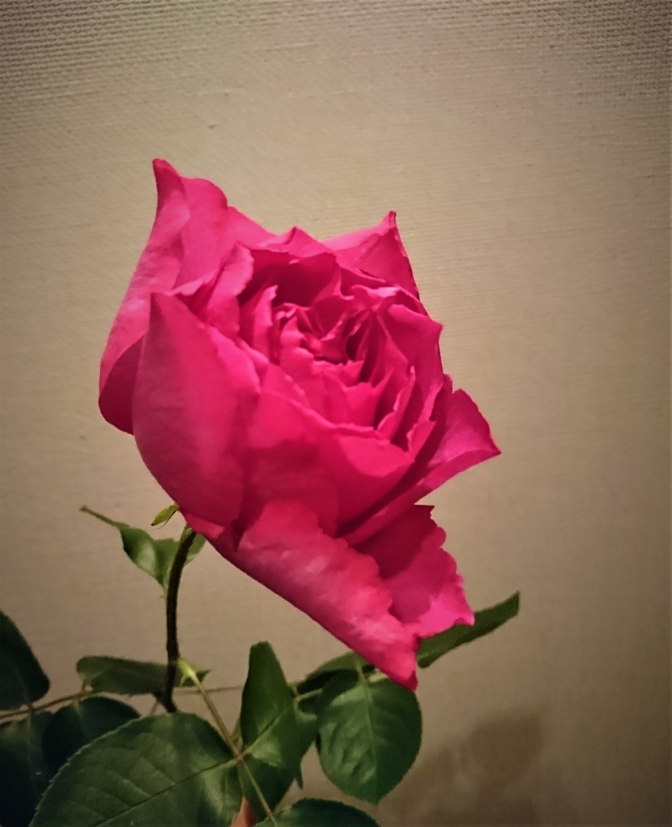 f:id:nagominogarden:20210312224745j:plain