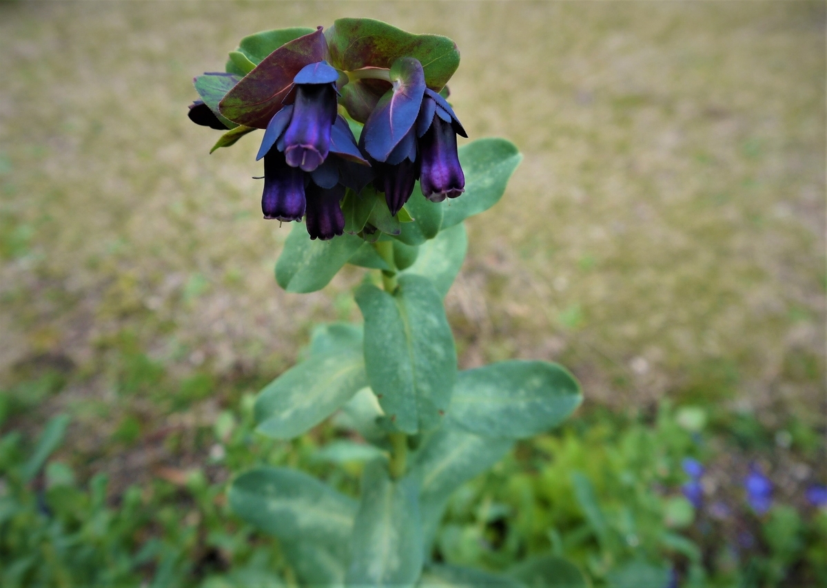 f:id:nagominogarden:20210314201712j:plain