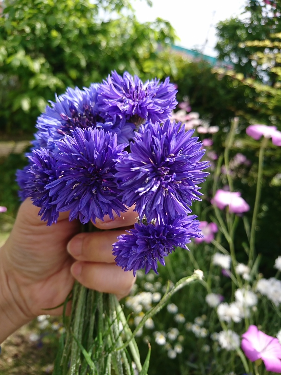 f:id:nagominogarden:20210501232126j:plain