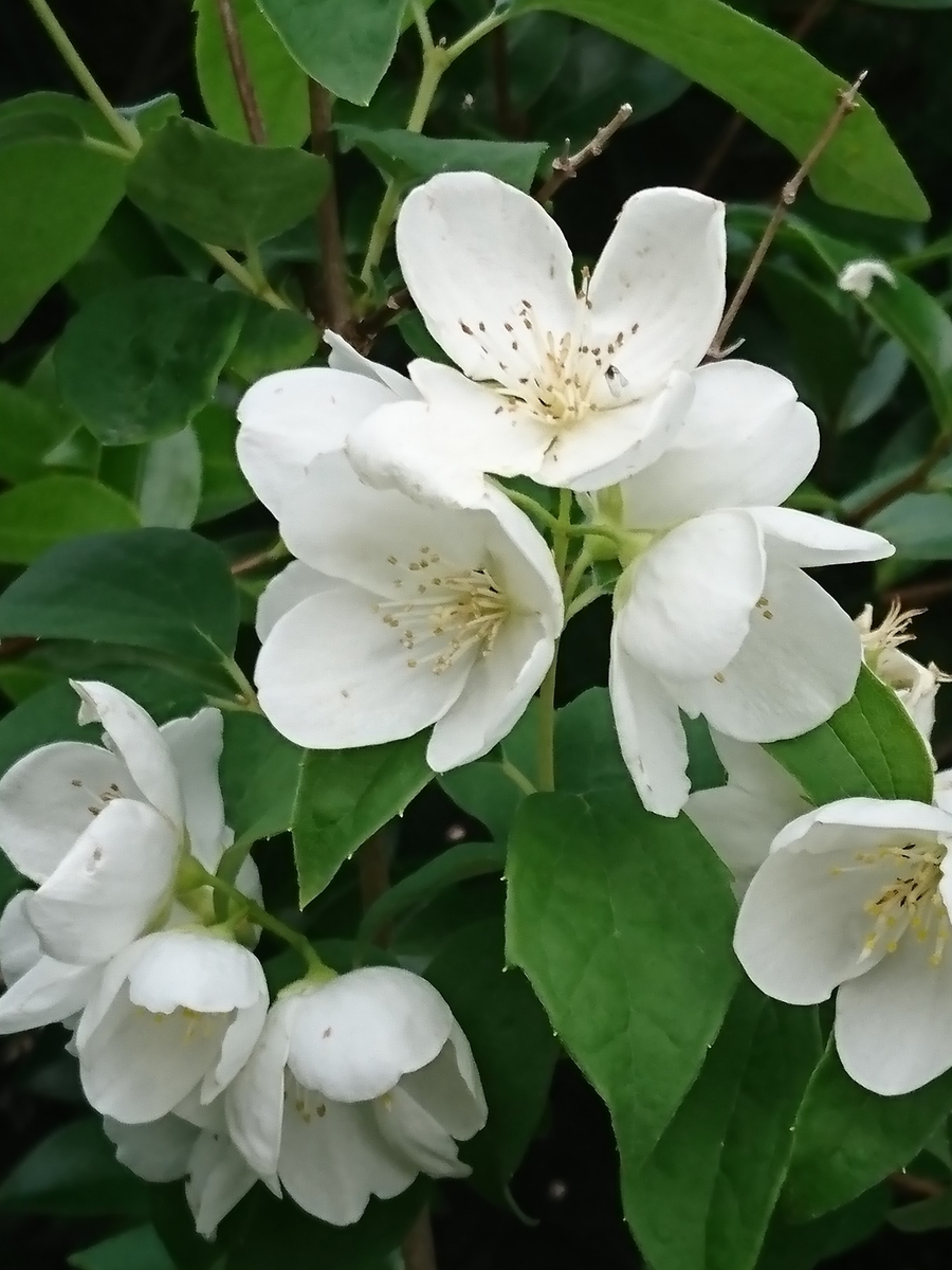 f:id:nagominogarden:20210521213528j:plain
