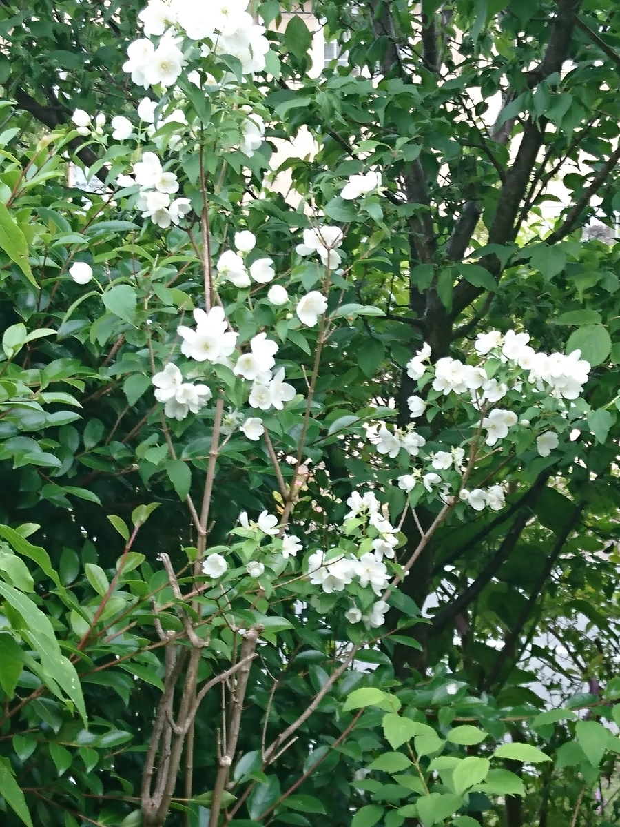 f:id:nagominogarden:20210521213802j:plain