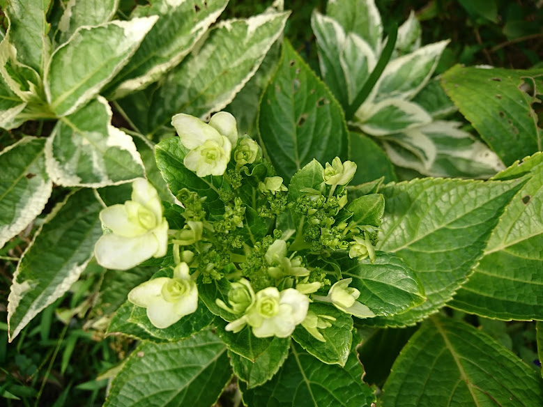 f:id:nagominogarden:20210921210400j:plain
