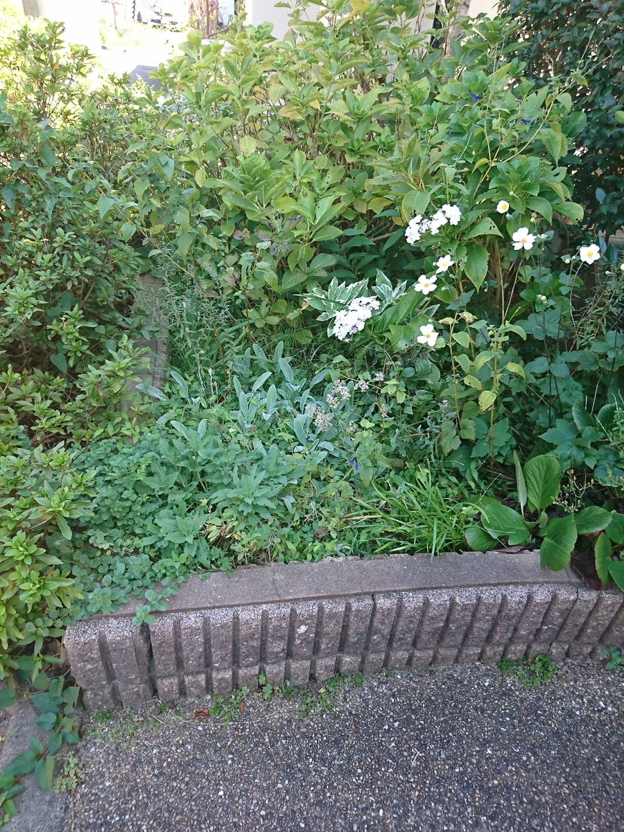 f:id:nagominogarden:20211005222151j:plain
