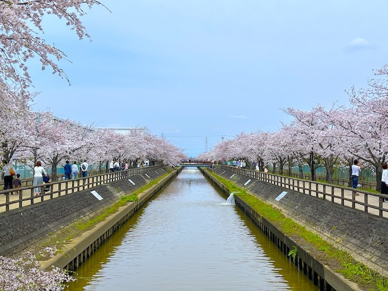 実走！名古屋RUNコースvol.139「桜ネックレス（稲沢市