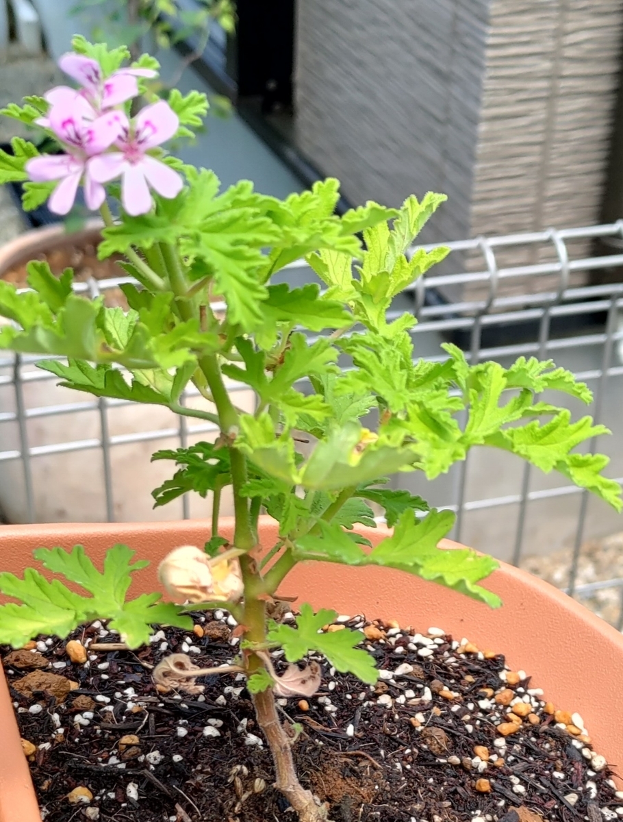 屋外で最強の蚊対策は 手間を掛けないローテクがベスト 新米ワーママパパのqol向上