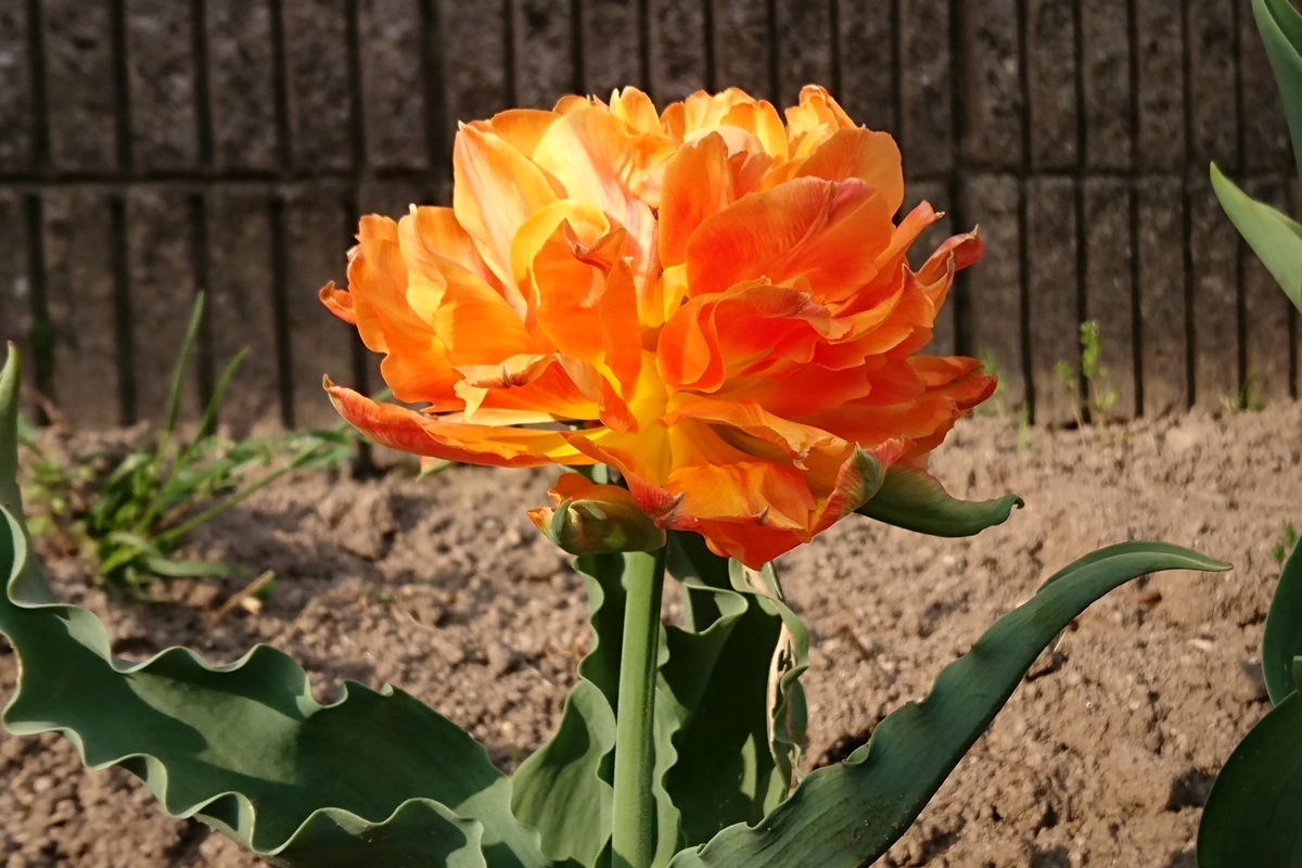 f:id:nagoyakapan:20220413150924j:plain