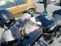 20090307113055