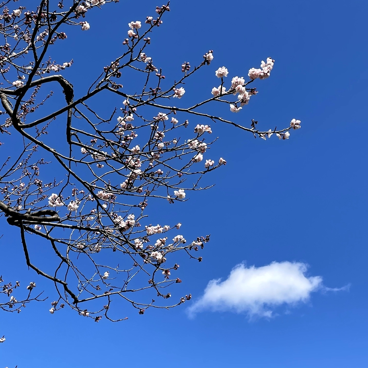f:id:naha555:20210503141513j:plain