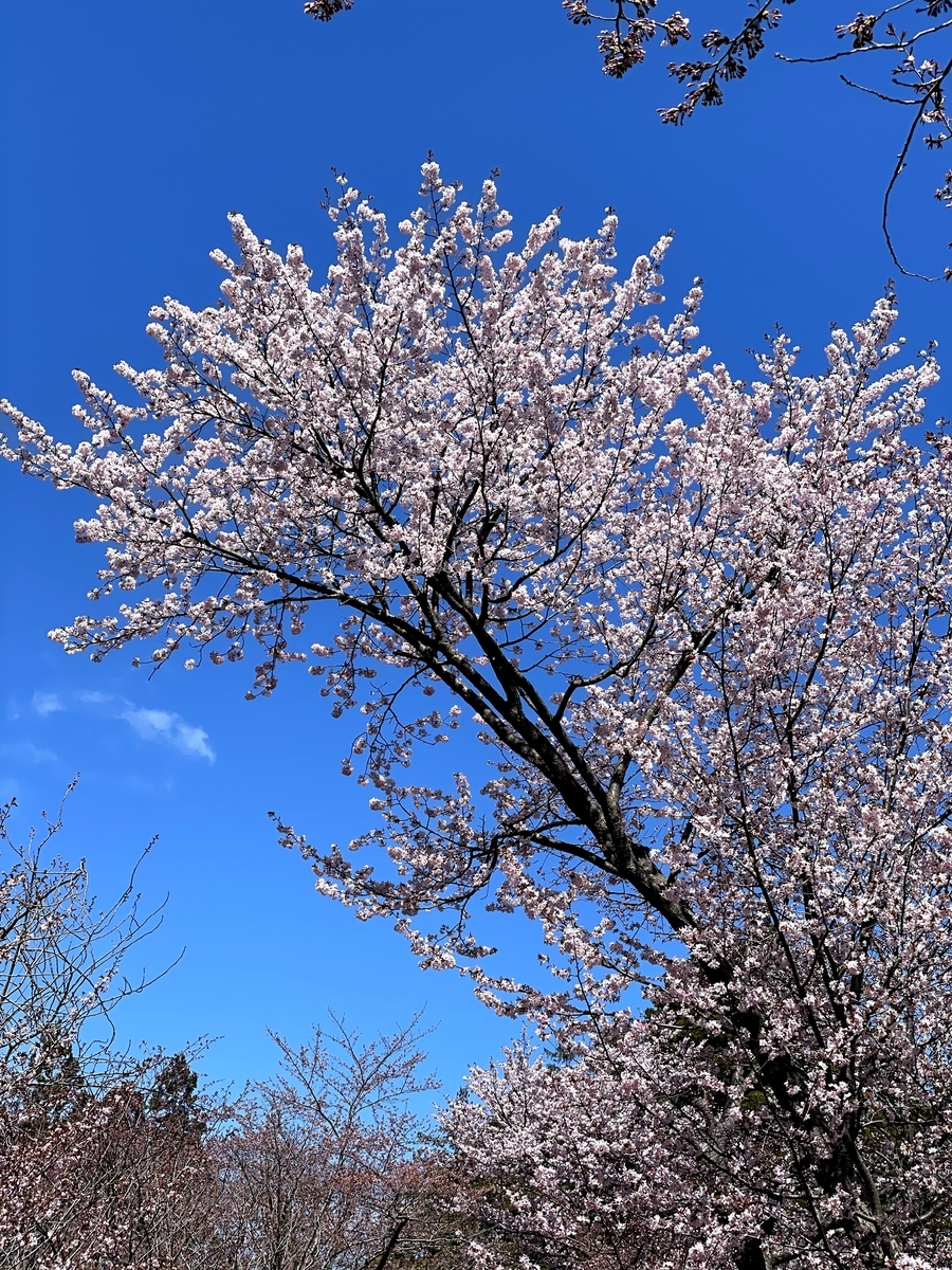 f:id:naha555:20210503141534j:plain