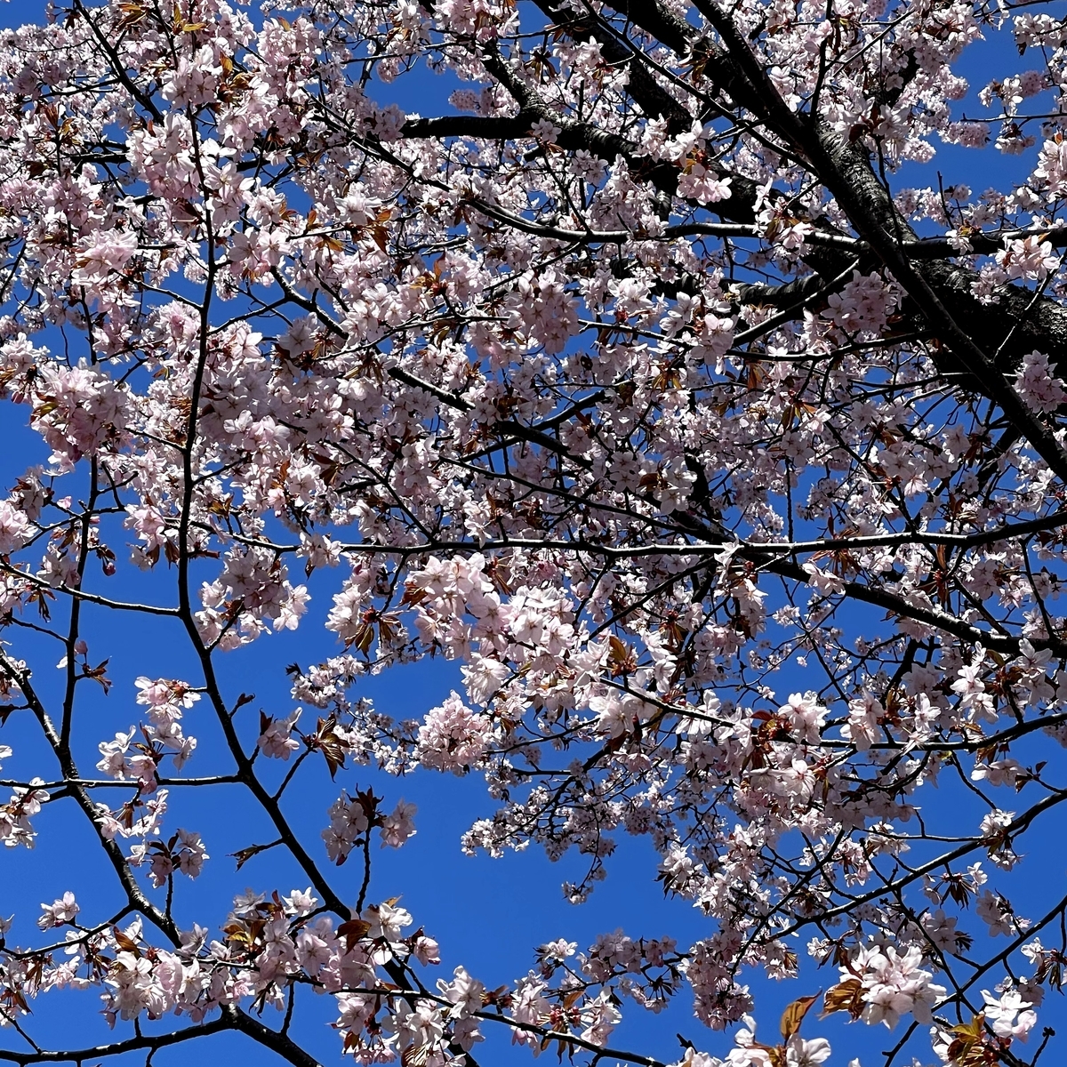 f:id:naha555:20210503141555j:plain