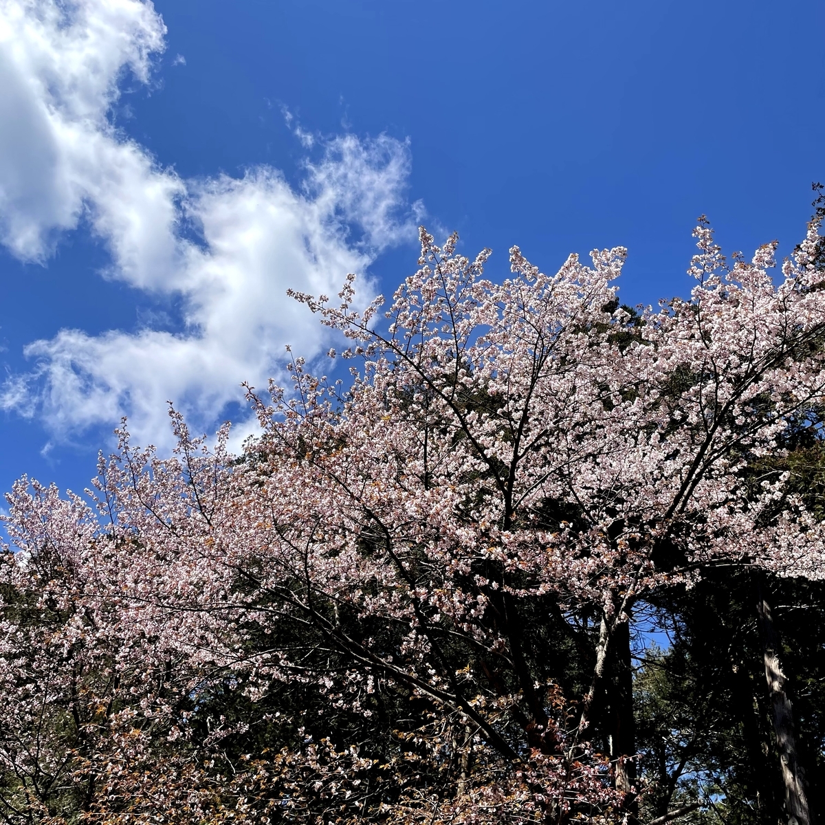 f:id:naha555:20210503141614j:plain