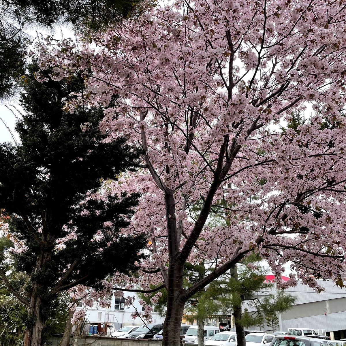 f:id:naha555:20210503142105j:plain