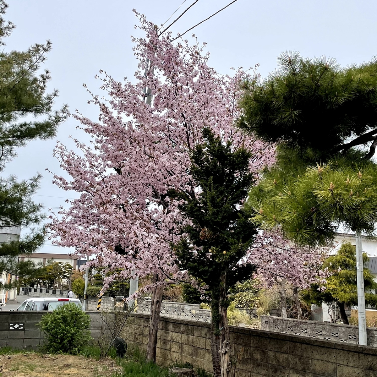 f:id:naha555:20210503142125j:plain