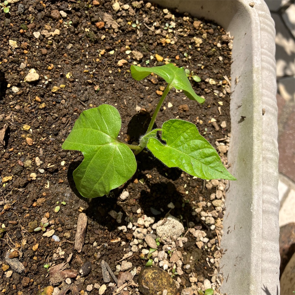アサガオの本葉が出てきました ないの日記
