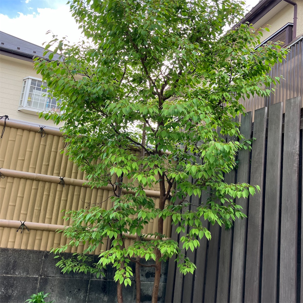 ヒメシャラ /27 【公式通販】