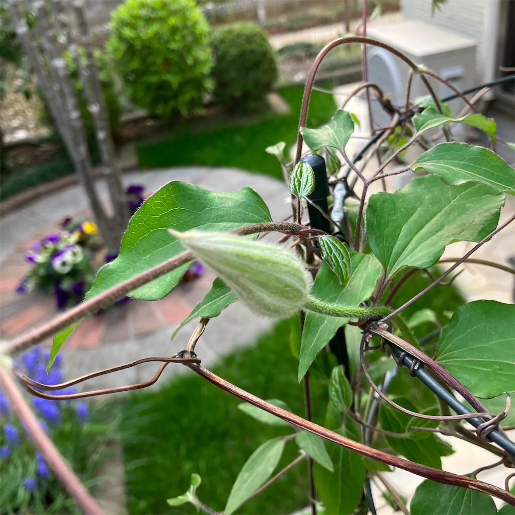 f:id:naiblog2:20240413174702j:image