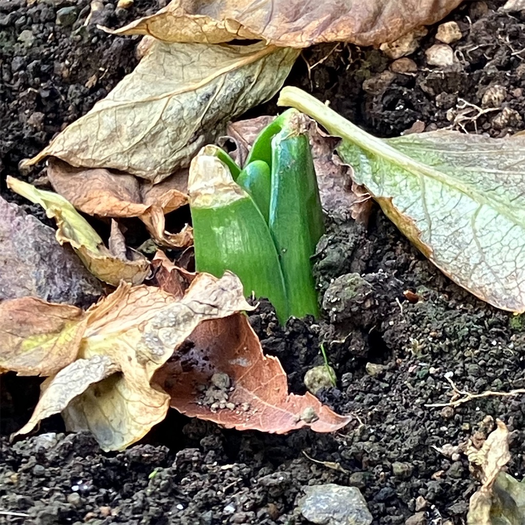 f:id:naiblog2:20251230100729j:image