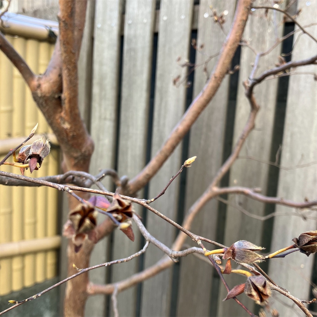 f:id:naiblog2:20251230100829j:image