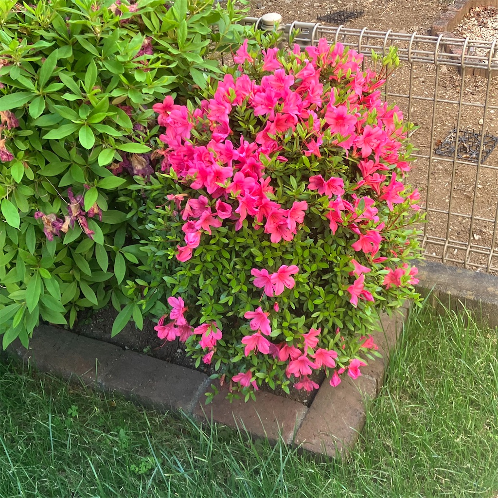 f:id:naiblog2:20260510194724j:image