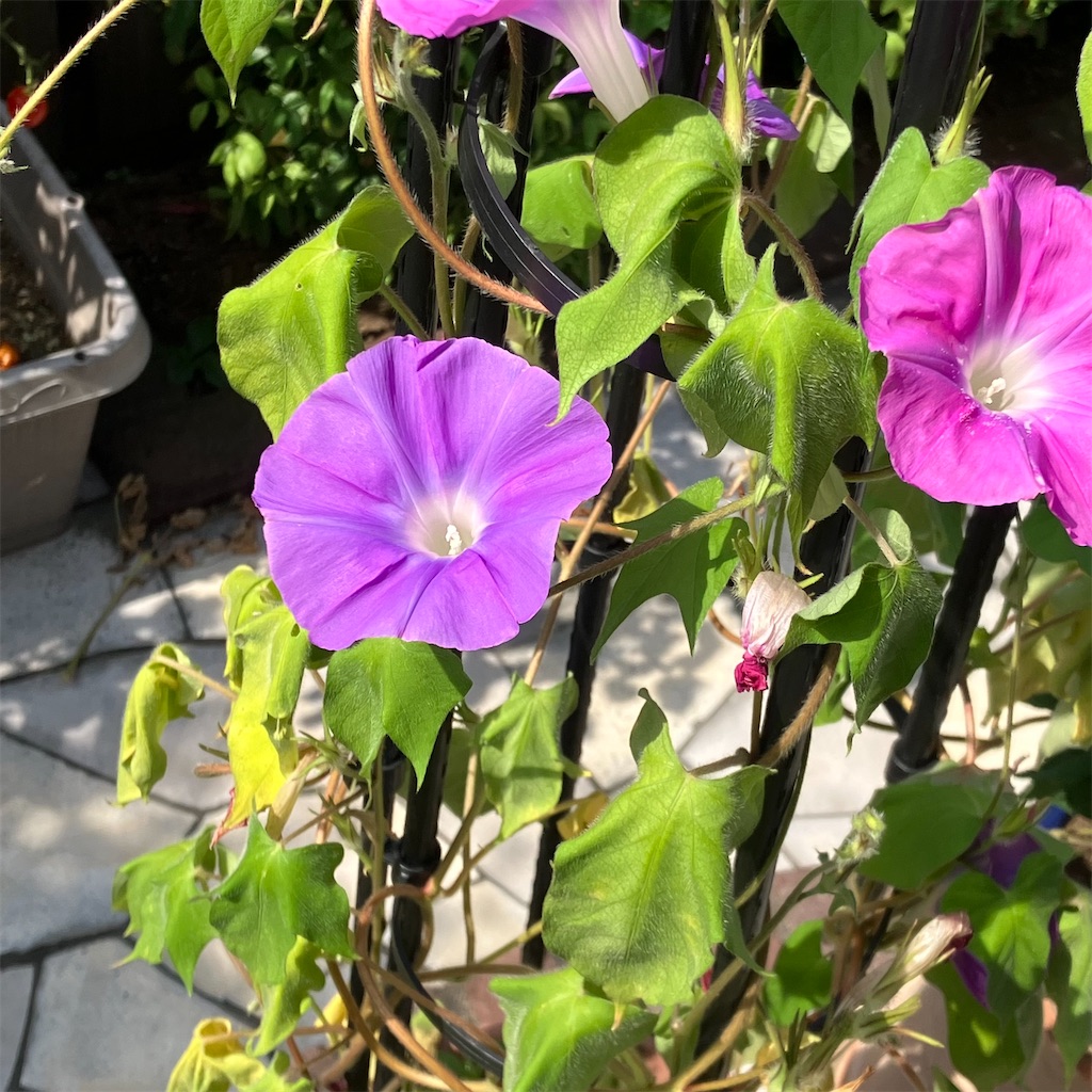 f:id:naiblog2:20260712170200j:image