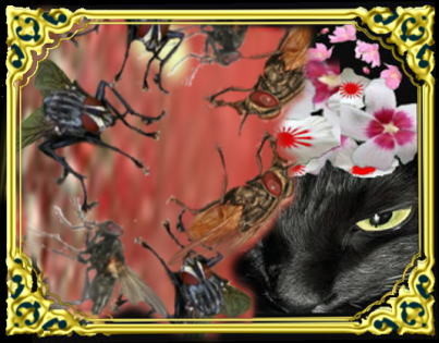 f:id:naie:20200222054554j:plain